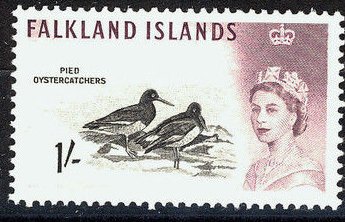 Magellanic Oystercatcher (Haematopus leucopodus) 