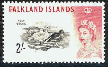 Kelp Goose (Chloephaga hybrida malvinarium) 