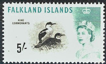 King Shag (Phalacrocorax albiventer) 