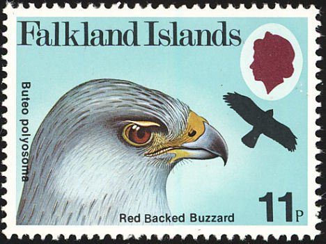 Red-backed Hawk (Buteo polyosoma) 