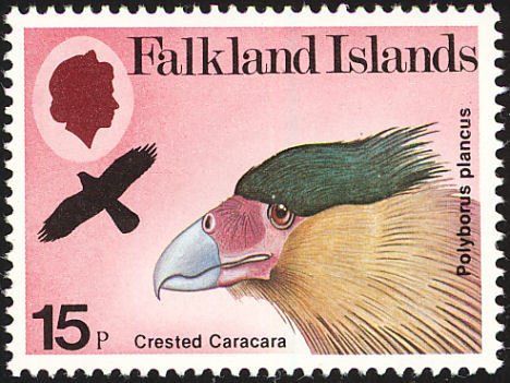 Southern Crested Caracara (Polyborus plancus)