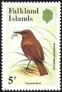 Stamp, Tussock Bird (Cinclodes antarcticus), Falkland Islands,  , Birds, Animals (Fauna)