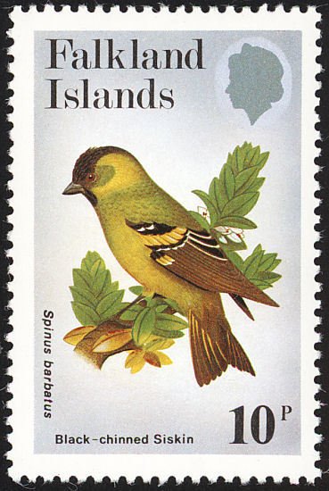 Black Chinned Siskin (Spinus barbatus) 