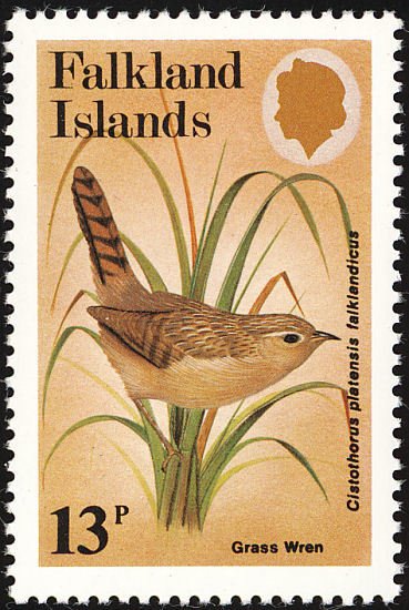 Grass Wren (Cistohorus platensis falklandicus)