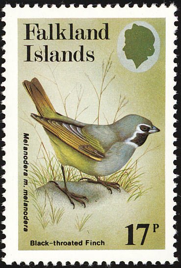 Black Throated Finch (Melanodera melanodera melanodera) 