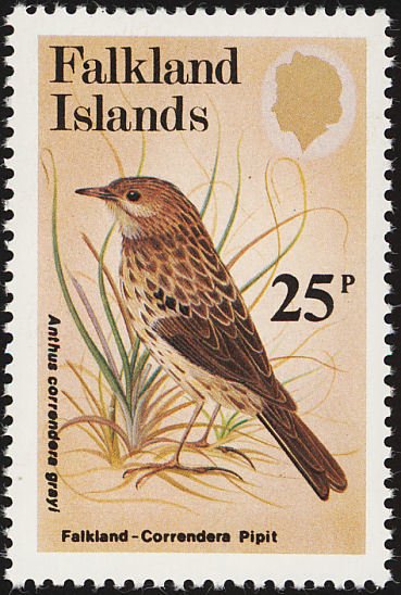 Falkland Pipit (Anthus correndera grayi) 