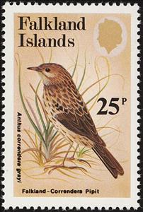 Stamp, Falkland Pipit (Anthus correndera grayi) , Falkland Islands,  , Birds, Animals (Fauna)