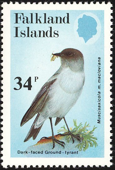 Dark Faced Ground Tyrant (Muscisaxicola macloviana maclovian