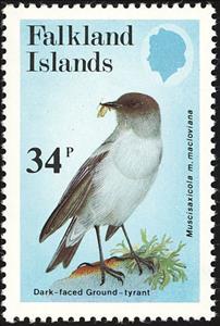 Stamp, Dark Faced Ground Tyrant (Muscisaxicola macloviana maclovian, Falkland Islands,  , Birds, Animals (Fauna)