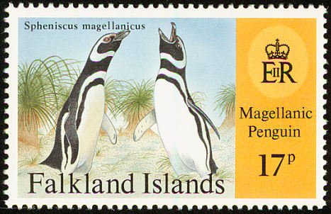 Magellanic Penguin (Spheniscus magellanicus)