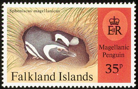 Magellanic Penguin (Spheniscus magellanicus)