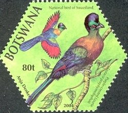 Purple-crested Turaco (Tauraco porphyreolophus)