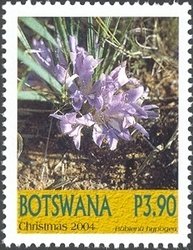 Babiana hypogea