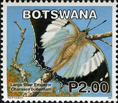 Large Blue Charaxes (Charaxes bohemani)