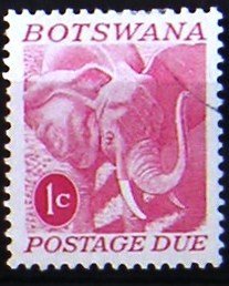 African Elephant (Loxodonta africana)