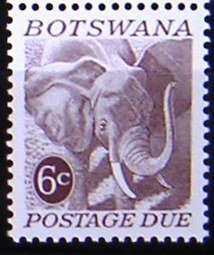 African Elephant (Loxodonta africana)