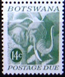 African Elephant (Loxodonta africana)