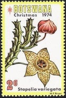 Stapelia vanegata