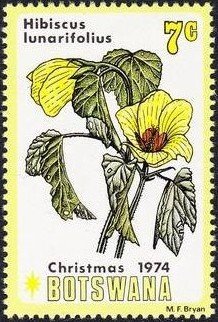 Hibiscus lunarifolius