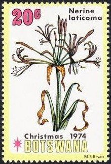 Nerine laticoma