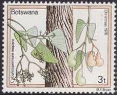Colophospermum mopane