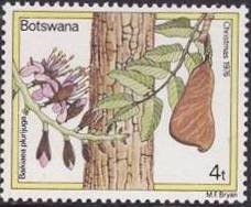 Baikiaea plurijuga