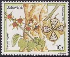 Sterculia rogersii