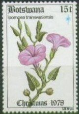 Stamp, Ipomoea transvaalensis, Botswana,  