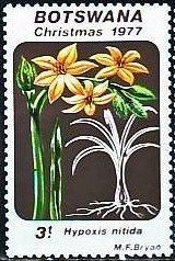 Hypoxis itida