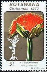 Haemanthus magnificus