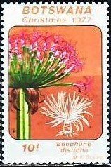 Stamp, Boophane disticha, Botswana,  