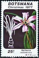 Stamp, Vellozia retinervis, Botswana,  