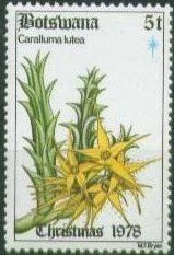 Caralluma lutea