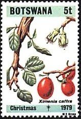 Ximenia caffra