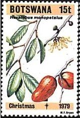 Stamp, Hexalobus monopetalus, Botswana,  , Christmas, Fruits, Plants (Flora)