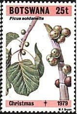 Ficus soldanella