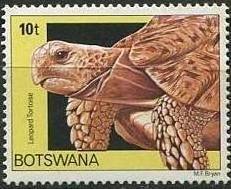 Leopard Tortoise (Testudo pardalis)