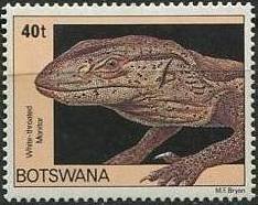 White-throated Monitor (Varanus exanthematicus albigularis) 