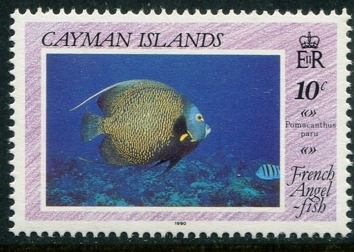 French Angelfish (Pomacanthus paru)