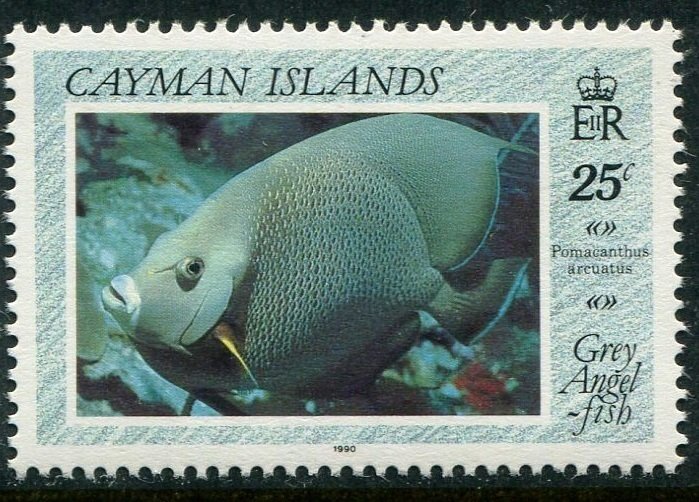 Gray Angelfish (Pomacanthus arcuatus)