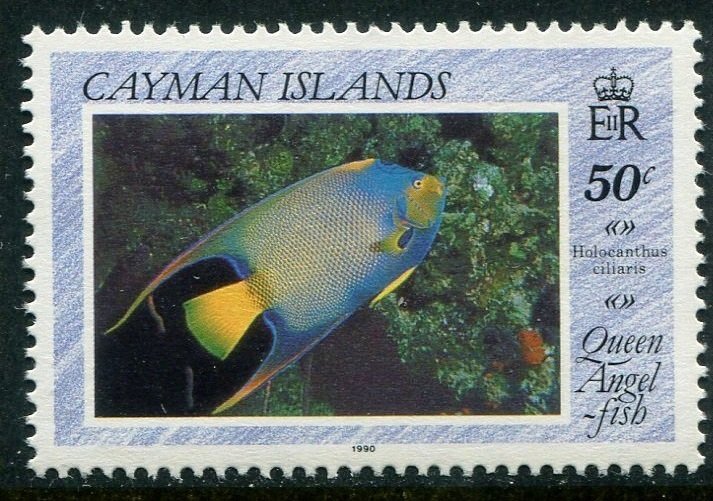 Queen Angelfish (Holacanthus ciliaris)