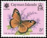 Tropical Queen (Danaus eresimus)