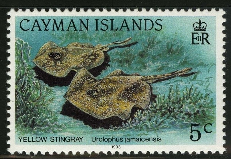 Yellow Stingray (Urolophus jamaicensis)