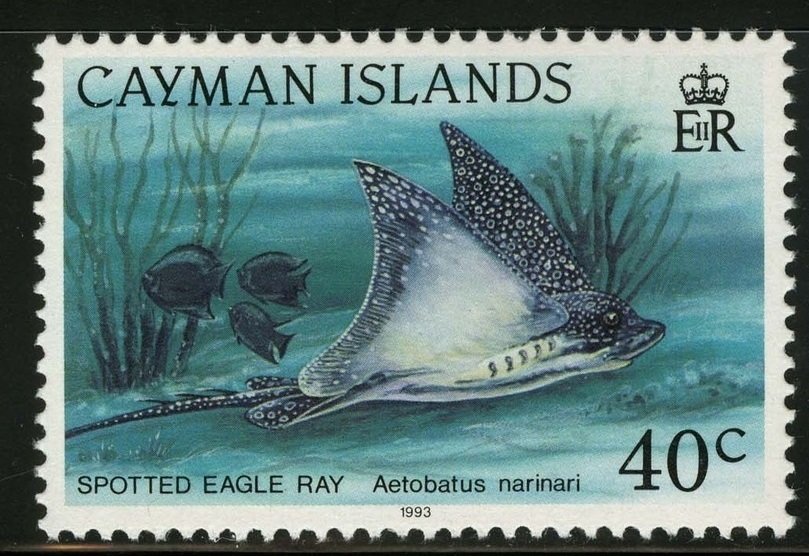 Spotted Eagle Ray (Aetobatus narinari)