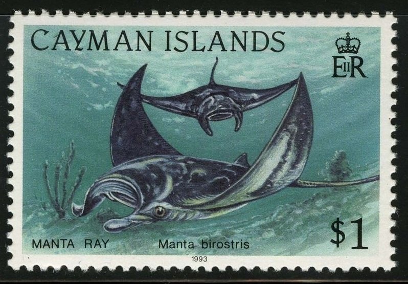 Giant Oceanic Manta Ray (Manta birostris)
