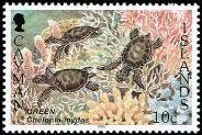 Green Sea Turtle (Chelonia mydas)