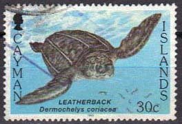 Leatherback Sea Turtle (Dermochelys coriacea)