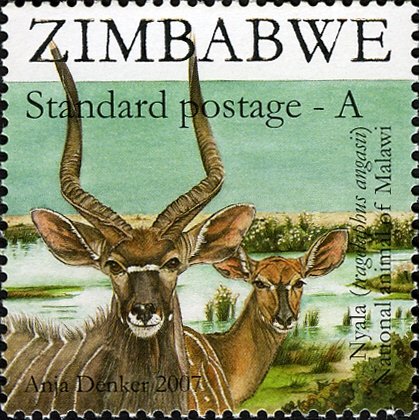 Nyala (Tragelaphus angasii)