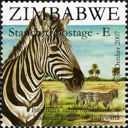 Burchell's Zebra (Equus burchelli)