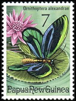 Queen Alexandra's Birdwing (Ornithoptera alexandrae)
